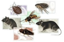 Photo of 6 pests - Photo credit: Fort Bragg web site