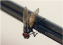 Flies (Common House Fly)