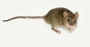 Mice - photo / description
