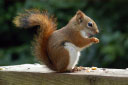 American Red Squirrels