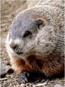 Gophers / Groundhogs / Woodchucks