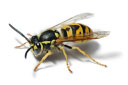 Wasps - photo / description